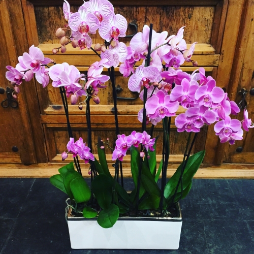 Compositions florales