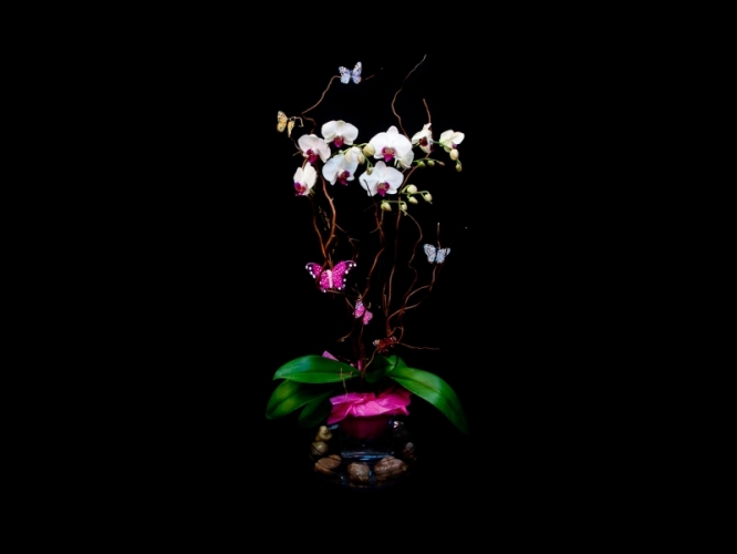 Compositions plantes