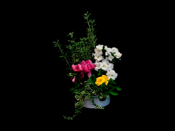 Compositions plantes