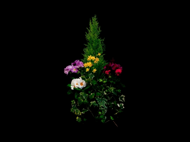Compositions plantes