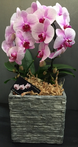 Décorations plantes