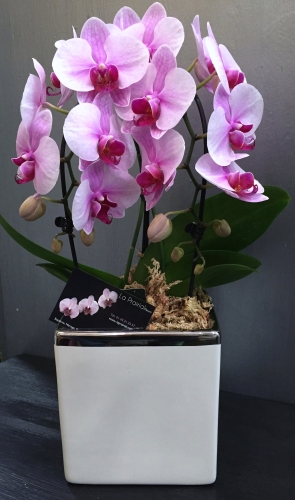 Décorations plantes