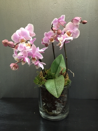 Décorations plantes